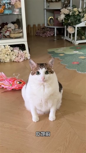 嗷呜一口吃掉你 on Instagram: "Before meal VS After meal #cat #catlover #catsofinstagram"