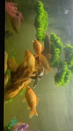 Goldfish/Asian tank | Pam King