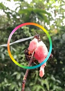 2.7K views · 16 reactions | Drone Chasing Wasp Bee Learn the drone operation technology together and track the wasp home | Viral Urban | Facebook