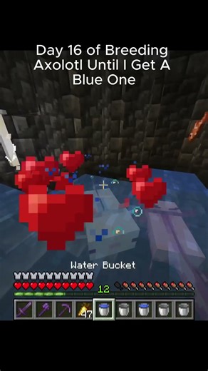 Day 16 of Breeding Axolotl Until I Get A Blue One