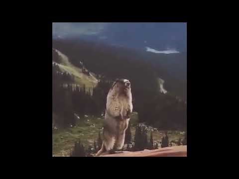 Screaming Beaver Meme