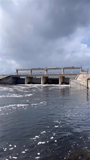Did you know the Ocklawaha River once connected Silver Springs to the St. Johns River, creating a vital pathway for fish, manatees, and other wildlife to migrate freely? 💧 For far too long, the Rodman Dam has blocked that historic waterway, but right now, we’re getting a look at what a restored river could look like. As of October 10, a 90-day drawdown of the Rodman Pool began, lowering water levels and revealing the Ocklawaha’s natural flow. Springs re-emerge, ancient cypress trees rise above