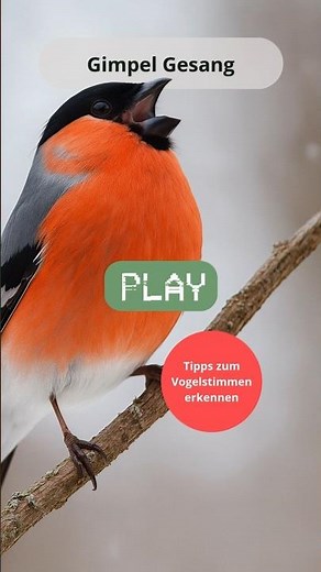 🐦 Gimpel Gesang – Vogelstimmen erkennen & Dompfaff bestimmen