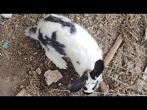 Time to feed the bunnies