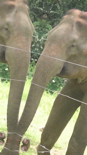 🐘 Experience the Beauty of Wild Elephants! 🌿