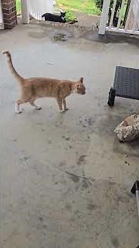 Keeping our front porch kitties fed is easy... keeping the ants away is the real challenge! 🐈🐜