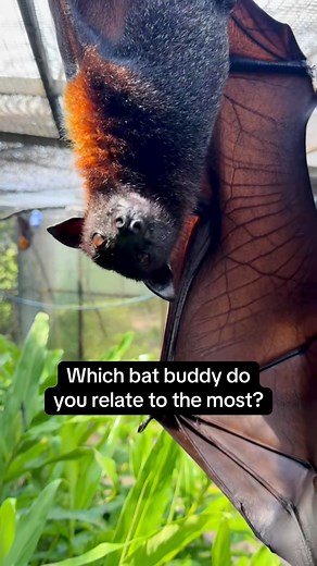 Celebrate #Baturday by getting to know some of Lubee’s residents! 🦇 🐢 Get to know the bats (and honorary bats) of Lubee during a VIP Private Tour! There are still some 2025 dates available. There’s no better way to close out the year than stopping by for a visit with these bat buddies. 🦇 To learn more or to schedule your VIP Private Tour, check out the 🔗 in our bi0 or visit: https://www.lubee.org/battours #cute #animals #bats #florida #nonprofit | Lubee Bat Conservancy