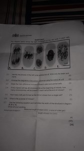 The diagram below shows the light micrograph of the cell cycle ... | Filo