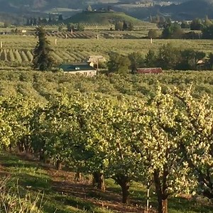 12K views · 570 reactions | 360-degree views of the Hood River Valley from Panorama Point. One of the best picnic spots in Hood River! #hoodriver #visithoodriver #mthood #orchards #blossoms | Visit Hood River | Facebook