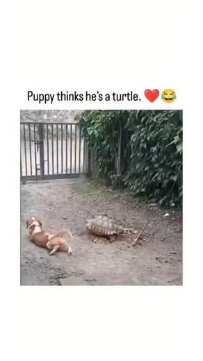 ai editor on Instagram: "The post showcases an adorable video of a beagle puppy mimicking a tortoise by lying sideways in the yard and slowly stretching out its legs, perfectly copying the reptile’s movements. The playful moment highlights a charming interspecies interaction and has already earned 5,800+ likes and 89,000 views in under a day. This behavior reflects canine social learning, where dogs instinctively imitate actions during play to build connection and emotional bonds. A 2015 Royal S