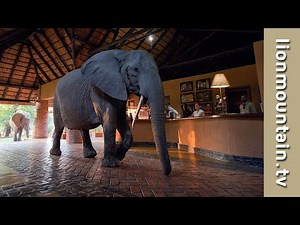 🐘🌿 When Elephants Walk into Reception! 🏨🐾