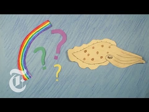 Cuttlefish Camouflage | CreatureCast | The New York Times