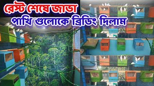 53K views · 1.6K reactions | রেস্ট শেষে জাভা পাখি গুলোকে ব্রিডিং দিলাম || java colony breeding progress || Birds of village #জাভা_পাখি #java #birdsofvillage | Birds Of Village | Facebook