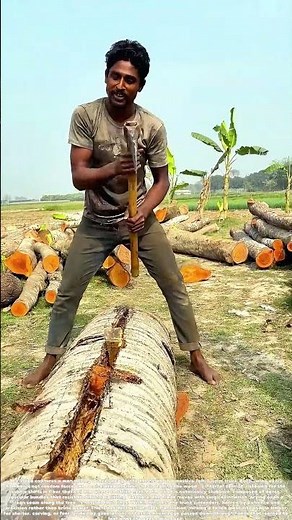 Axing the Giant: How One Man Reads a Palm Tree’s Hidden Grain