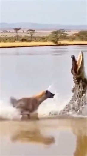 Hyena Chases Deer Into Water – Shocking Crocodile Encounter | Wildlife Short