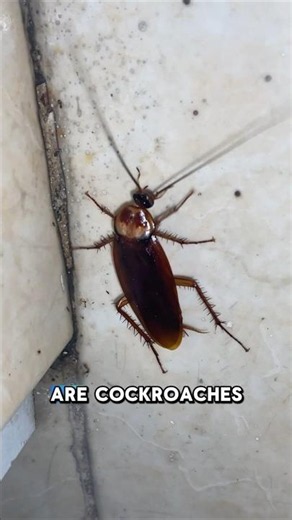 Are cockroaches dangerous?