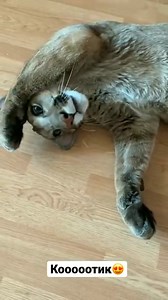 14K views · 158 reactions | Adult puma in the shower child 殺 #pumbacaracal #animal #wild #forest #animallover #love #reels #reelsvideo #trend #viral #fyp #trendingnow #trendingreels #pet #petlover #reels2024 #foryou #best #bestvideos | Pumbacaracal | Facebook