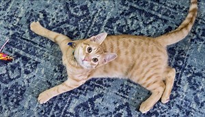 414K views · 5.4K reactions | Butterfinger's neurological condition meant he would need extra love at his fur-ever home, but when this couple went to the ASPCA, they knew he was the only cat for them. (via ASPCA) | Upworthy | Facebook