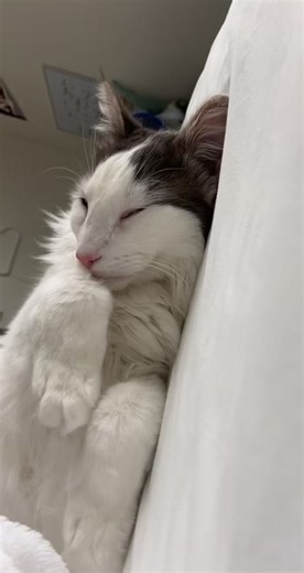 sweet boy #finnybenny #fypシ #cat