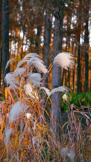 240K views · 1.4K reactions | Golden hour in Shanghai’s quiet corner...