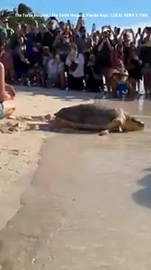 SLOW AND STEADY: Ida the 200lb loggerhead turtle is released in Florida after being rescued from a lobster trap. | Fox News