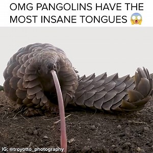 699K views · 10K reactions | Pangolins have the most insane tongues | BuzzFeed Animals | Facebook