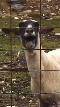 Why do Goats Scream like Humans? 🐐 #goat #animalfacts #facts #didyouknow #goatlife #animals