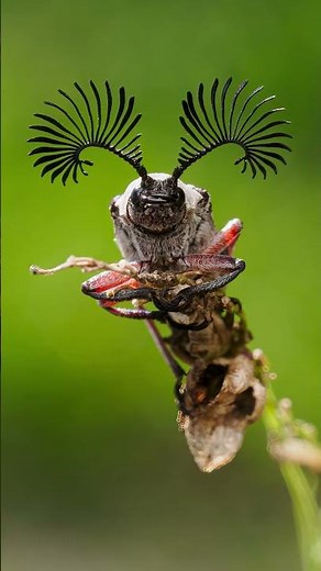 Feather-Horned Beetle (Rhipicera mystacina) 💚