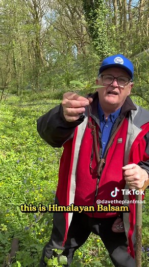 How to Pluck Himalayan Balsam | Gardening Guide