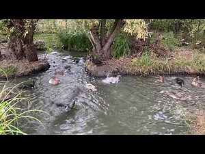 Pure Joy Ducks Splashing in the Pond / Relaxing Nature Sounds