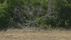 South Texas in need of rain as Bexar County extends burn ban