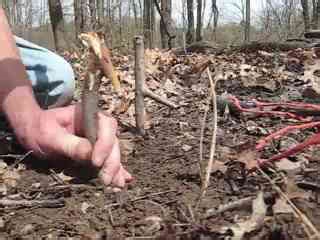 How to Build a Tree Spring Noose Trap