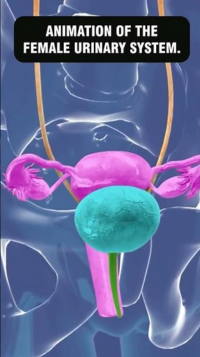 ANIMATION OF THE FEMALE URINARY SYSTEM #3danimation