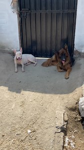 Why German Shepherd ear falls down #rehmanchvlogs #germanshepherd #catlovers #gultairdog #kohatigultair | Rehman ch vlogs