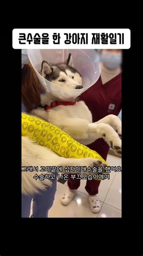 십자인대 수술 후 강철다리가 된 강아지의 회복 일기