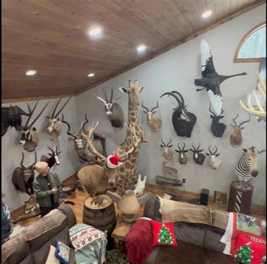 Please join me on this seven minute tour as I interview Teddy and Devonne, whose showroom houses more mounts created by me than my own collection! See their giraffe… the suspended New Zealand mountain… and much, much more as Teddy gives some of his thoughts on hunting in Africa. | Amy's Animal Art Taxidermy