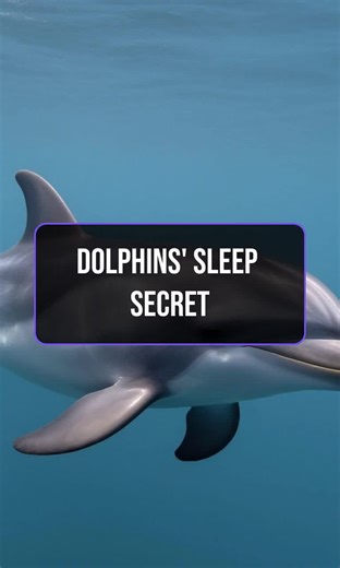 Dolphins nap with one eye open! #SleepFacts #DolphinTrivia