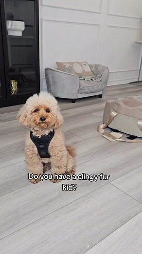 Matsofamic Dog Car Seat - Perfect Solution for Clingy Fur Kids