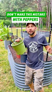How are you propping up your peppers this year? 🌶️👀🪴A lotta new growers wait way too long to support their peppers, usually after they start falling over and snapping branches from the weight of the fruit! 😬🍃 But here’s the pro move: prop them up right at planting. 🌱💡This year, I’m testing out something new… cedar stakes! 🪵🔨 I used to use tomato cages, but these custom-cut cedar posts are getting pounded straight into the ground for sturdy support. 💪🌿 That way, I can tie up the pepper