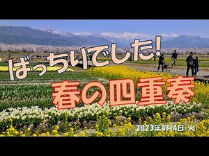 あさひ舟川の「春の四重奏」