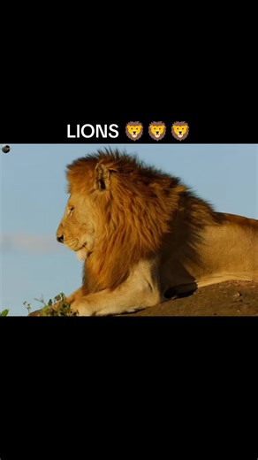 Lions 🦁🦁🦁 #wildlife #AnimalJourney #nature #wildanimals #viral