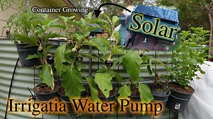 Irrigatia solar watering pump for container growing