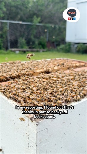 The number of beekeepers doubled in Florida over the last decade. The vast majority of them are backyard beekeepers. WUSF's Gabriella Paul takes you to an apiary in Seminole where the Pinellas Beekeepers Association shows off some of its hives. See the full story here: https://www.wusf.org/environment/2025-09-22/boom-backyard-beekeeping-florida | WUSF Public Media