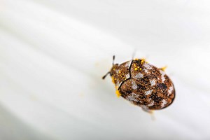 The 11 Scents That Repel Carpet Beetles