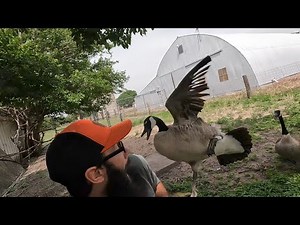 My Canada Geese Hatched a Baby!!!