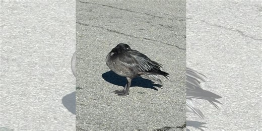 ‘Geese falling out of the sky’: Avian flu begins to infect birds in the KC metro