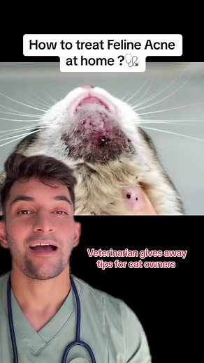 Effective Feline Acne Treatment Tips for Cat Owners