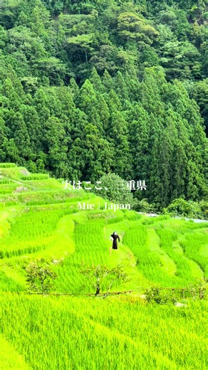 三重県に、こんな絶景があるの知ってた？🌾✨ 熊野市にある「丸山千枚田」は、 約1,340枚もの棚田が広がる日本最大級の棚田。 動画に映る大きな石は、 五穀豊穣を願って祀られている「虫おくり石」。 静かな時間が流れる、 一度は訪れてほしい三重の絶景です🌿 行ってみたいと思ったら「🌾」ってコメントしてね！ 📍丸山千枚田 【熊野市】 #三重県 #熊野市 #丸山千枚田 #三重観光 #絶景