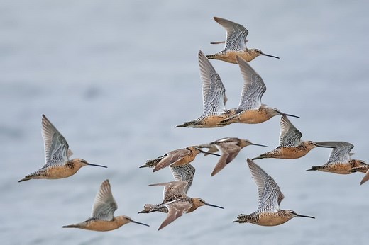Where Birds Really Go in Winter: Incredible Migration Secrets