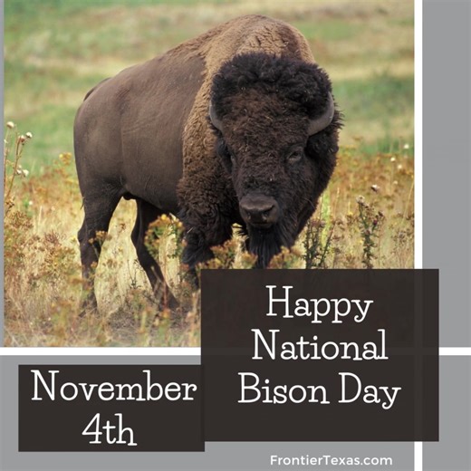 Happy National Bison Day! Today we celebrate the American Bison, want to learn more about the cultural, economic and social impact of the American buffalo in Texas? Stop by the museum today!​​​​​​​​​​​​​​​​​​#NationalBisonDay #FrontierTexas #TravelTexas #VisitAbilene | Frontier Texas!